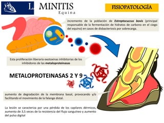 LAMINITISE q u i n a
FISIOPATOLOGÍA
incremento de la población de Estreptocuccus bovis (principal
responsable de la fermentación de hidratos de carbono en el ciego
del equino) en casos de disbacteriosis por sobrecarga.
Esta proliferación liberaría exotoxinas inhibitorias de los
inhibidores de las metaloproteinasas
aumento de degradación de la membrana basal, provocando y/o
facilitando el movimiento de la falange distal.
METALOPROTEINASAS 2 Y 9
La lesión se caracteriza por una pérdida de los capilares dérmicos,
aumento de 3,5 veces de la resistencia del flujo sanguíneo y aumento
del pulso digital
 