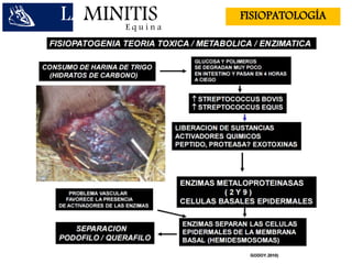 LAMINITISE q u i n a
FISIOPATOLOGÍA
 