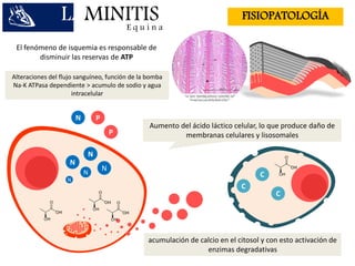 El fenómeno de isquemia es responsable de
disminuir las reservas de ATP
P
P
N
N
N
N
Alteraciones del flujo sanguíneo, función de la bomba
Na-K ATPasa dependiente > acumulo de sodio y agua
intracelular
LAMINITISE q u i n a
FISIOPATOLOGÍA
Aumento del ácido láctico celular, lo que produce daño de
membranas celulares y lisosomales
acumulación de calcio en el citosol y con esto activación de
enzimas degradativas
C
C
C
N
N
 