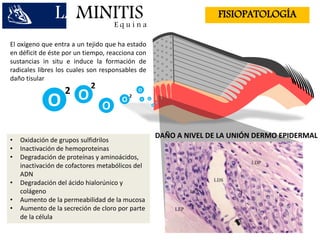 LAMINITISE q u i n a
FISIOPATOLOGÍA
El oxígeno que entra a un tejido que ha estado
en déficit de éste por un tiempo, reacciona con
sustancias in situ e induce la formación de
radicales libres los cuales son responsables de
daño tisular
O O
O
O
O
2
2
2
O
O
O
O
• Oxidación de grupos sulfidrilos
• Inactivación de hemoproteinas
• Degradación de proteínas y aminoácidos,
inactivación de cofactores metabólicos del
ADN
• Degradación del ácido hialorúnico y
colágeno
• Aumento de la permeabilidad de la mucosa
• Aumento de la secreción de cloro por parte
de la célula
DAÑO A NIVEL DE LA UNIÓN DERMO EPIDERMAL
 