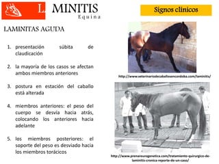 LAMINITISE q u i n a
Signos clínicos
LAMINITAS AGUDA
1. presentación súbita de
claudicación
2. la mayoría de los casos se afectan
ambos miembros anteriores
3. postura en estación del caballo
está alterada
4. miembros anteriores: el peso del
cuerpo se desvía hacia atrás,
colocando los anteriores hacia
adelante
5. los miembros posteriores: el
soporte del peso es desviado hacia
los miembros torácicos
http://www.prenareurogenetica.com/tratamiento-quirurgico-de-
laminitis-cronica-reporte-de-un-caso/
http://www.veterinariodecaballosencordoba.com/laminitis/
 