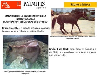 LAMINITISE q u i n a
Signos clínicos
MAGNITUD DE LA CLAUDICACIÓN EN LA
INFOSURA AGUDA
CLASIFICASION SEGÚN GRADOS DE “OBEL”
Grado 3 de Obel: El caballo rehúsa a moverse.
Le cuesta mucho elevar las extremidades.
http://sincasconohaycaballo.blogspot.com.co/2014/11/que-debo-y-no-
debo-hacer_14.html
Grado 4 de Obel: pasa todo el tiempo en
decúbito, y el caballo no se mueve a menos
que sea forzado.
http://galopejunior.blogspot.com.co/2014/04/la-cama-del-
caballo.html
 