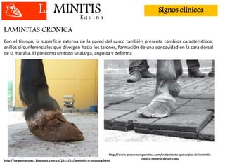 LAMINITISE q u i n a
Signos clínicos
LAMINITAS CRONICA
Con el tiempo, la superficie externa de la pared del casco también presenta cambios característicos,
anillos circunferenciales que divergen hacia los talones, formación de una concavidad en la cara dorsal
de la muralla. El pie como un todo se alarga, angosta y deforma
http://www.prenareurogenetica.com/tratamiento-quirurgico-de-laminitis-
cronica-reporte-de-un-caso/
http://newvetproject.blogspot.com.co/2015/03/laminitis-o-infosura.html
 