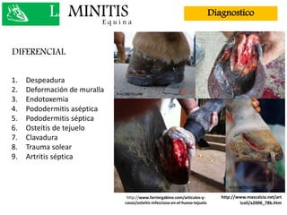 LAMINITISE q u i n a
Diagnostico
DIFERENCIAL
1. Despeadura
2. Deformación de muralla
3. Endotoxemia
4. Pododermitis aséptica
5. Pododermitis séptica
6. Osteítis de tejuelo
7. Clavadura
8. Trauma solear
9. Artritis séptica
http://www.mascalcia.net/art
icoli/a2006_78b.htm
http://www.farriergabino.com/articulos-y-
casos/osteitis-infecciosa-en-el-hueso-tejuelo
 