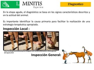En la etapa aguda, el diagnóstico se basa en los signos característicos descritos y
en la actitud del animal.
Es importante identificar la causa primaria para facilitar la realización de una
estrategia terapéutica apropiada.
Inspección Local :
Inspección General:
http://acidosgrasosendietasequinas.blogspot.com.co/2015/04/examen-clinico-general-
del-equino.html
LAMINITISE q u i n a
Diagnostico
 