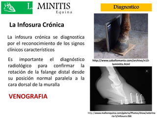 La infosura crónica se diagnostica
por el reconocimiento de los signos
clínicos característicos
Es importante el diagnóstico
radiológico para confirmar la
rotación de la falange distal desde
su posición normal paralela a la
cara dorsal de la muralla
La Infosura Crónica
VENOGRAFIA
LAMINITISE q u i n a
Diagnostico
http://www.mallorequina.com/galeria/Photos/show/veterina
ria-5/infosura-266
http://www.caballomania.com/archivo/n13-
laminitis.html
 