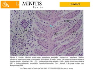 LAMINITISE q u i n a
Lesiones
http://www.scielo.br/scielo.php?pid=S0102-09352010000200001&script=sci_arttext
 
