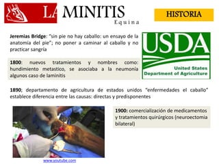 LAMINITISE q u i n a
HISTORIA
Jeremias Bridge: “sin pie no hay caballo: un ensayo de la
anatomía del pie”; no poner a caminar al caballo y no
practicar sangría
1800: nuevos tratamientos y nombres como:
hundimiento metastico, se asociaba a la neumonía
algunos caso de laminitis
1890; departamento de agricultura de estados unidos “enfermedades el caballo”
establece diferencia entre las causas: directas y predisponentes
1900: comercialización de medicamentos
y tratamientos quirúrgicos (neuroectomia
bilateral)
www.youtube.com
 