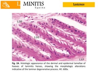 LAMINITISE q u i n a
Lesiones
Fig. 2A. Histologic appearance of the dermal and epidermal lamellae of
hooves of laminitis horses, showing the morphologic alterations
indicative of the laminar degenerative process. HE. 600x.
 