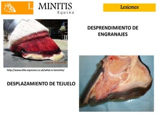 LAMINITISE q u i n a
Lesiones
DESPRENDIMIENTO DE
ENGRANAJES
DESPLAZAMIENTO DE TEJUELO
http://www.elite-equicare.co.uk/what-is-laminitis/
 