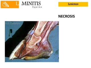 LAMINITISE q u i n a
Lesiones
NECROSIS
 