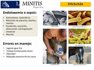 • Somonelosis, clostridiosis
• Retención de placenta, abortos,
metritis
• Duodenitis, yeyuinitis,
obstrucción, estrangulación
intestinal
• Pleuritis
semanariouniversidad.ucr.cr
www.webmd.com
www.scielo.cl
E q u i n a
ETIOLOGÍALAMINITIS
Endotoxemia o sepsis:
Errores en manejo:
• Ingesta agua fría
• Trabajo fuerte/suelos duros
• Obesidad
• Rebajado excesivo de los casco
es.wikipedia.org www.buscarfondos.com
 