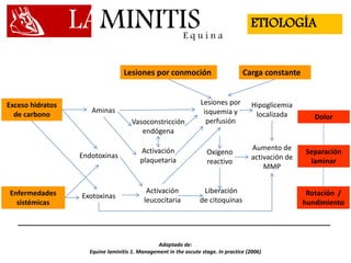 LAMINITISE q u i n a
ETIOLOGÍA
Exceso hidratos
de carbono
Lesiones por conmoción Carga constante
Enfermedades
sistémicas
Dolor
Separación
laminar
Rotación /
hundimiento
Aminas
Endotoxinas
Exotoxinas
Vasoconstricción
endógena
Activación
plaquetaria
Activación
leucocitaria
Lesiones por
isquemia y
perfusión
Oxigeno
reactivo
Liberación
de citoquinas
Hipoglicemia
localizada
Aumento de
activación de
MMP
Adaptado de:
Equine laminitis 1. Management in the ascute stage. In practice (2006)
 