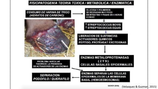 (Velazquez & Guzman, 2015)
 