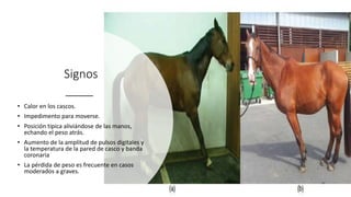 Signos
• Calor en los cascos.
• Impedimento para moverse.
• Posición típica aliviándose de las manos,
echando el peso atrás.
• Aumento de la amplitud de pulsos digitales y
la temperatura de la pared de casco y banda
coronaria
• La pérdida de peso es frecuente en casos
moderados a graves.
 