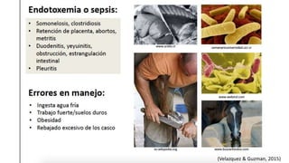 (Velazquez & Guzman, 2015)
 