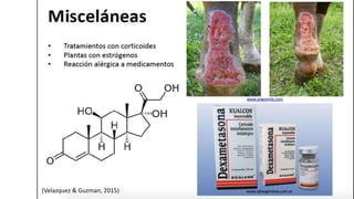 (Velazquez & Guzman, 2015)
 