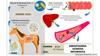 (Velazquez & Guzman, 2015)
 