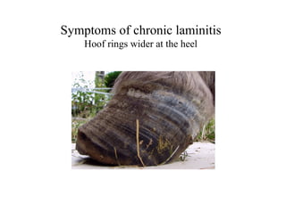 Symptoms of chronic laminitis
    Hoof rings wider at the heel
 