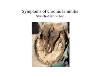 Symptoms of chronic laminitis
       Stretched white line
 