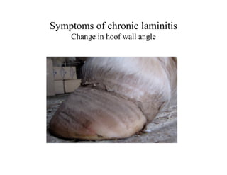 Symptoms of chronic laminitis
    Change in hoof wall angle
 