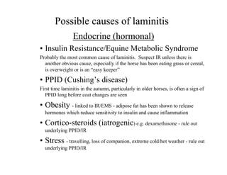 Possible causes of laminitis
                Endocrine (hormonal)
• Insulin Resistance/Equine Metabolic Syndrome
Probably the most common cause of laminitis. Suspect IR unless there is
  another obvious cause, especially if the horse has been eating grass or cereal,
  is overweight or is an “easy keeper”

• PPID (Cushing’s disease)
First time laminitis in the autumn, particularly in older horses, is often a sign of
   PPID long before coat changes are seen

• Obesity - linked to IR/EMS - adipose fat has been shown to release
  hormones which reduce sensitivity to insulin and cause inflammation

• Cortico-steroids (iatrogenic) e.g. dexamethasone - rule out
  underlying PPID/IR

• Stress - travelling, loss of companion, extreme cold/hot weather - rule out
  underlying PPID/IR
 