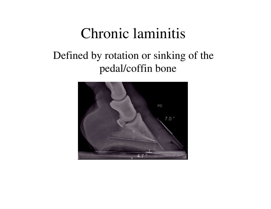 Laminitis IR PPID causes and treatment