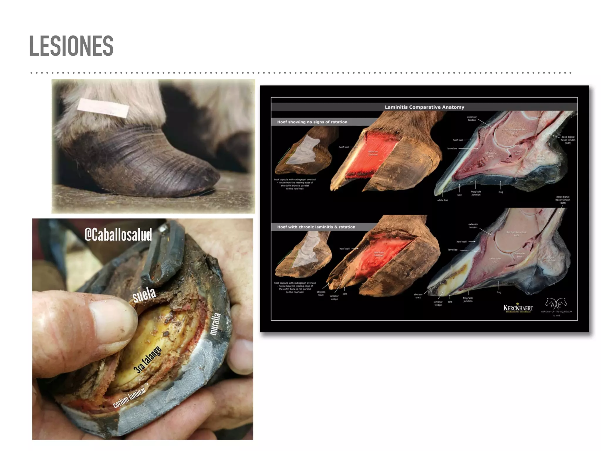 Laminitis Equina y Bovina FMVZ UNAM | PPT