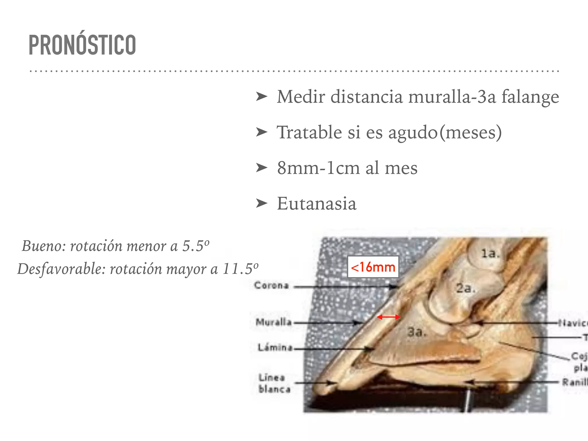 Laminitis Equina y Bovina FMVZ UNAM | PPT