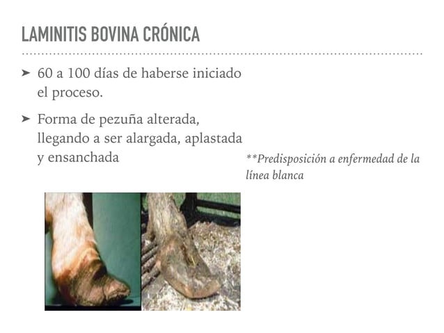 Laminitis Equina y Bovina FMVZ UNAM | PPT