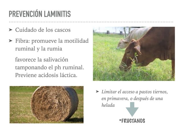 Laminitis Equina y Bovina FMVZ UNAM | PPT