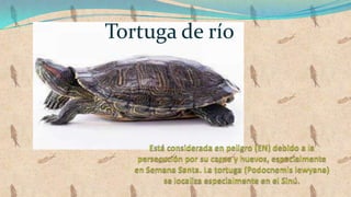 Tortuga de río
 