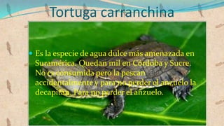 Tortuga carranchina

 Es la especie de agua dulce más amenazada en
 Suramérica. Quedan mil en Córdoba y Sucre.
 No es consumida pero la pescan
 accidentalmente y para no perder el anzuelo la
 decapitan. Para no perder el anzuelo.
 