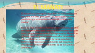 EL MANATI
El manatí es un tranquilo mamífero en vía de extinción
que pasa sus días "pastando" en aguas costeras poco
profundas y por esta razón es conocido como 'vaca
marina'.

En el río Sinú (Córdoba) habitan estos animales, quienes
son indispensables para conservar el ecosistema de agua
dulce, ya que ejercen control biológico en las Macrofitas
(plantas marinas que en exceso secan los humedales).
Adicionalmente, los desechos de estos mamíferos
herbívoros proporcionan el alimento del bocachico,
considerado el sustento y alimento de 22 mil familias
cordobesas.
 