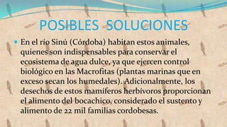 POSIBLES SOLUCIONES
 En el río Sinú (Córdoba) habitan estos animales,
 quienes son indispensables para conservar el
 ecosistema de agua dulce, ya que ejercen control
 biológico en las Macrofitas (plantas marinas que en
 exceso secan los humedales). Adicionalmente, los
 desechos de estos mamíferos herbívoros proporcionan
 el alimento del bocachico, considerado el sustento y
 alimento de 22 mil familias cordobesas.
 