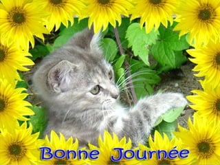 La Mission Des Chats