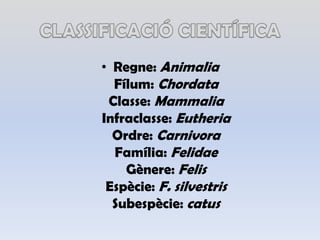 CLASSIFICACIÓ CIENTÍFICARegne: AnimaliaFílum: ChordataClasse: MammaliaInfraclasse: EutheriaOrdre: CarnivoraFamília: FelidaeGènere: FelisEspècie: F. silvestrisSubespècie: catus