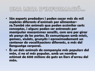 UNA MICA D’INFORMACIÓ…Sónexpertspredadors i poden caçarmés de mil espèciesdiferentsd'animals per alimentar-se.Tambésónanimals que poden assimilarcertsconceptes, i alguns poden ser entrenats per manipular mecanismessenzills, com ara per girar elspanys de les portes. Es comuniquen ambmiols, gemecs, xiulets, grunyits i aproximadament un centenar de vocalitzacionsdiferents, a més del llenguatge corporal.És un delsanimals de companyiaméspopulars del món, si no el més popular, amb un nombre estimat de 600 milions de gats en llarsd'arreu del món.