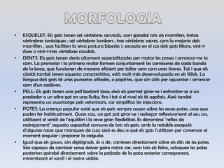 MORFOLOGIAESQUELET: Elsgatstenen set vèrtebrescervicals, comgairebétotselsmamífers; tretzevèrtrebrestoràciques ; set vèrtebreslumbars ; tres vèrtebres sacres, com la majoriadelsmamífers , que faciliten la seva postura bípede; i, excepte en el cas delsgatsManx, vint-i-dues o vint-i-tres vèrtebrescaudals.DENTS: Elsgatstenendentsaltamentespecialitzades per matar les preses i arrancar-ne la carn. La premolar i la primera molar formen conjuntament les carnisseres de cada banda de la boca, que funcionen de manera eficient per tallar carncom unes tisores. Tot i que elscànids també tenenaquesta característica, estàmoltmésdesenvolupada en elsfèlids. La llenguadelsgats té unes punxetesafilades, o papil·les, que sónútils per aguantar i arrancar carnd'uncadàver.PELL: Elsgatstenen una pellbastant laxa; aixòelspermet girar-se i enfrontar-se a un predador o un altregat en una lluita, fins i tot si el rival els té agafats. Això també representa un avantatgepelsveterinaris, car simplifica les injeccions.POTES: La creença popular sosté que elsgatssemprecauen sobre les seves potes, cosa que poden ferhabitualment. Quancau, un gatpot girar-se i redreçarreflexivament el seucos, utilitzant el sentit de l'equilibri i la seva gran flexibilitat.Es denomina "reflex de redreçament" aquestacapacitat comuna de totselsgats, amb la notable excepciód'algunesraces que manquen de cua; això es deu a quèelsgatsl'utilitzen per conservar el moment angular i preparar la caiguda.Igual que elsgossos, sóndigitígrads, és a dir, caminen directament sobre elsdits de les potes. Sóncapaços de caminar sensedeixargaire rastre car, comtotselsfelins, coloquen les potes posteriorsgairebédirectament sobre la petjada de la pota anterior corresponent, minimitzant el soroll i el rastre visible. 