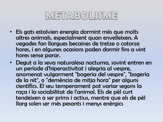 METABOLISMEElsgatsestalvienenergiadormintmés que moltsaltresanimals, especialmentquanenvelleixen. A vegades fan llarguesbecaines de tretze o catorzehores, i en algunesocasions poden dormir fins a vinthoressense parar.Degut a la sevanaturalesa nocturna, sovint entren en un períoded'hiperactivitat i alegria al vespre, anomenatvulgarment "bogeria del vespre", "bogeria de la nit", o "demència de mitja hora" per algunscientífics. El seutemperamentpot variar segons la raça i la sociabilitat de l'animal. Els de pèlcurttendeixen a ser prims i actius, mentre que els de pèlllarg solen ser méspesants i menysenèrgics