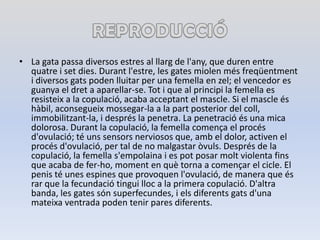 REPRODUCCIÓLa gata passa diversos estres al llarg de l'any, que duren entre quatre i set dies. Durantl'estre, les gatesmiolenmésfreqüentment i diversos gats poden lluitar per una femella en zel; el vencedor es guanya el dret a aparellar-se. Tot i que al principi la femella es resisteix a la copulació, acaba acceptant el mascle. Si el mascleéshàbil, aconsegueixmossegar-la a la part posterior del coll, immobilitzant-la, i després la penetra. La penetracióés una mica dolorosa. Durant la copulació, la femellacomença el procésd'ovulació; té unssensors nerviosos que, amb el dolor, activen el procésd'ovulació, per tal de no malgastar òvuls. Després de la copulació, la femellas'empolaina i es pot posar molt violenta fins que acaba de fer-ho, moment en què torna a començar el cicle. El penis té unes espines que provoquen l'ovulació, de manera que ésrar que la fecundaciótinguilloc a la primera copulació. D'altra banda, les gatessónsuperfecundes, i elsdiferentsgatsd'unamateixa ventrada poden tenir pares diferents.