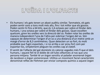 L’OÏDA I L’OLFACTEElshumans i elsgatstenen un abastauditiu similar. Tanmateix, elsgats poden sentir sons a tonsmoltmésalts, fins i totmillor que elsgossos. Poden sentir-hifins a 64 kHz, que és 1,6 octaves per sobre el llindardelshumans, i una octava per sobre el llindardelsgossos. Quan escolten quelcom, giren les orellesvers la direcció del so. Poden rotar les orelles de manera independentl'una de l'altra per esbrinarl'origen del so. Sóncapaços de determinar l'origend'un so a una distànciad'un metre amb un marged'error de 8,3 centímetres. Quan detecten un so fort, ésmolt probable que fuginespantats, i si no arriba a ser proufortcom per espantar-los, simplementpleguen les orellescap al clatell.El sentit de l'olfacte del gatdomèsticéscatorzevegadesmés fi que el delshumans, i aquestfelí té el doble de cèl·lulesolfactives al nas que una persona mitjana. També té un òrgansensitiu al paladar anomenatòrgan de Jacobson o òrganvomeronasal. Utilitza un moviment facial característicdenominatreflex de Flehmen per enviar compostsquímics a aquestòrgan