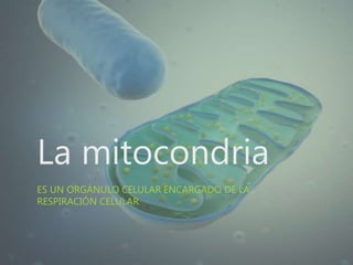 La mitocondria
ES UN ORGÁNULO CELULAR ENCARGADO DE LA
RESPIRACIÓN CELULAR
 