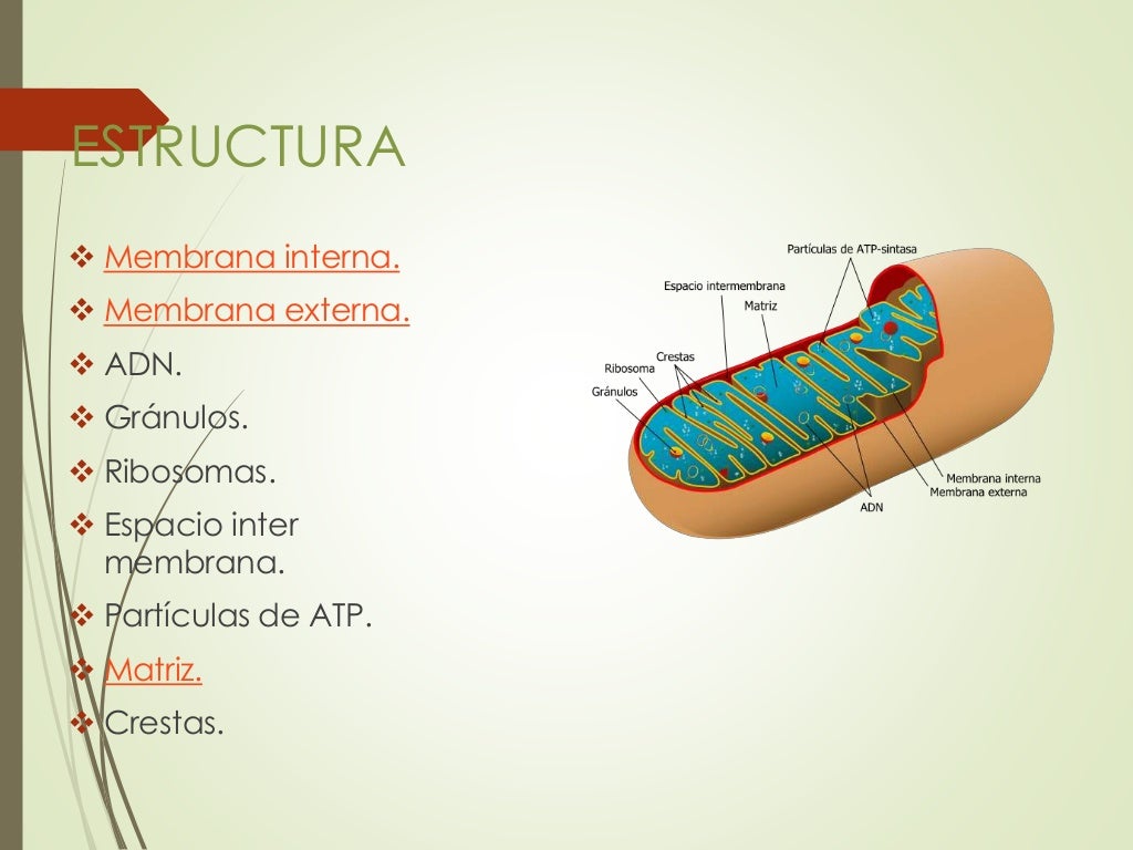 La mitocondria q