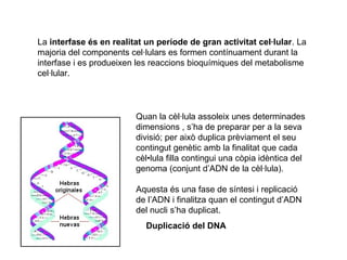 La interfase és en realitat un període de gran activitat cel·lular. La
majoria del components cel·lulars es formen contínuament durant la
interfase i es produeixen les reaccions bioquímiques del metabolisme
cel·lular.

Quan la cèl·lula assoleix unes determinades
dimensions , s’ha de preparar per a la seva
divisió; per això duplica prèviament el seu
contingut genètic amb la finalitat que cada
cèl•lula filla contingui una còpia idèntica del
genoma (conjunt d’ADN de la cèl·lula).
Aquesta és una fase de síntesi i replicació
de l’ADN i finalitza quan el contingut d’ADN
del nucli s’ha duplicat.
Duplicació del DNA

 