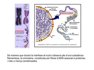 De manera que durant la interfase el nucli s’observa ple d’una substància
filamentosa, la cromatina, constituida per fibres d’ADN associat a proteïnes
i més o menys condensades.

 