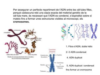 Per assegurar un perfecte repartiment de l’ADN entre les cèl·lules filles,
perquè cadascuna rebi una còpia exacta del material genètic de la
cèl·lula mare, és necessari que l’ADN es condensi, s’espiralitzi sobre sí
mateix fins a formar unes estructures visibles al microscopi, els
cromosomes.

1. Fibra d’ADN, doble hèlix
2 i 3 ADN condensat
4. ADN duplicat

5. ADN duplicat i condensat
fins formar un cromosoma

 
