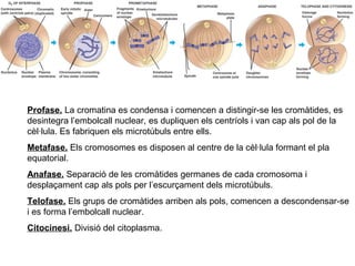 Profase. La cromatina es condensa i comencen a distingir-se les cromàtides, es
desintegra l’embolcall nuclear, es dupliquen els centríols i van cap als pol de la
cèl·lula. Es fabriquen els microtúbuls entre ells.
Metafase. Els cromosomes es disposen al centre de la cèl·lula formant el pla
equatorial.
Anafase. Separació de les cromàtides germanes de cada cromosoma i
desplaçament cap als pols per l’escurçament dels microtúbuls.
Telofase. Els grups de cromàtides arriben als pols, comencen a descondensar-se
i es forma l’embolcall nuclear.
Citocinesi. Divisió del citoplasma.

 