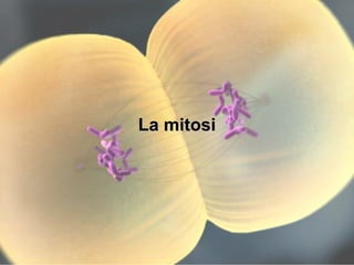 La mitosiLa mitosi
 