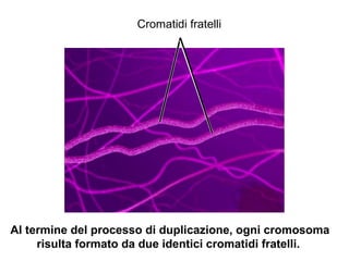 Cromatidi fratelli
Al termine del processo di duplicazione, ogni cromosoma
risulta formato da due identici cromatidi fratelli.
 